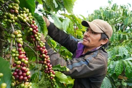 Nông dân Gia Lai thu hoạch càphê. (Ảnh: Hồng Điệp/TTXVN)