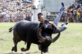 Một pha bắt trâu nguy hiểm khi kết thúc trận đấu. (Ảnh: TTXVN)