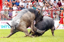 Lễ hội chọi trâu Đồ Sơn 2015. (Ảnh minh họa: TTXVN)