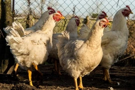 Ảnh minh họa. (Nguồn: AFP/TTXVN)