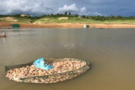 Cá chết được thu gom trong bao bì trước khi đi chôn. (Ảnh: Cao Nguyên/TTXVN)