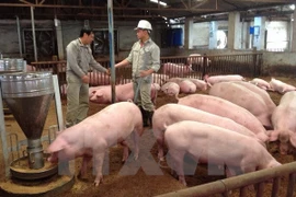 Chăm sóc đàn lợn nuôi. (Nguồn: TTXVN)