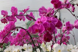 Hoa lan Hồ Điệp. (Nguồn: TTXVN)