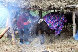 Ảnh minh họa. (Nguồn: TTXVN)