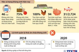 Quản lý thức ăn chứa kháng sinh trong chăn nuôi.