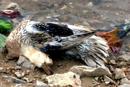 Ảnh minh họa. (Nguồn: TTXVN)