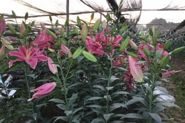 Hoa ly nở sớm, giá bán rẻ, người trồng hoa thua lỗ. (Ảnh: Đỗ Phương Anh/TTXVN)