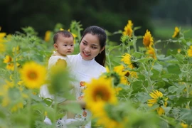 Cánh đồng hoa hướng dương nở hoa rực rỡ. (Ảnh: Hồ Cầu/TTXVN)