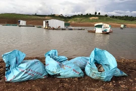 Cá chết được thu gom trong bao bì trước khi đi chôn. (Ảnh: Cao Nguyên/TTXVN)