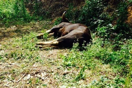 Một con bò tót bị chết. (Ảnh minh họa. Nguồn: TTXVN)