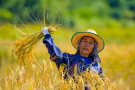 Nông dân Thái Lan. (Nguồn: Thai Visa)
