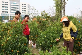 Người dân mua quất tại chợ hoa. (Ảnh: Diệp Trương/TTXVN)