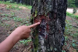 Rừng thông đặc dụng bị số đối tượng xấu dùng thủ đoạn khoan thân cây để bỏ hóa chất vào làm cây nhanh chết. (Ảnh: Quốc Việt/Vietnam+)