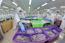 Chế biến tôm xuất khẩu. (Nguồn: TTXVN)