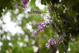 Ảnh minh họa. (Nguồn: Vietnam+)