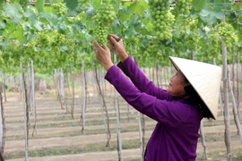 Mô hình trồng nho sạch tại huyện Tuy Phong, Ninh Thuận. (Ảnh: Nguyễn Thanh/TTXVN)