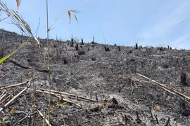 Hàng chục hecta rừng vừa bị tàn phá, đốt trụi cách đây 2 ngày. (Ảnh: Hưng Thịnh/TTXVN)
