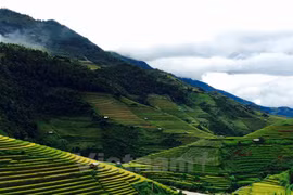Ruộng bậc thang ở Mù Cang Chải. (Nguồn: Vietnam+)