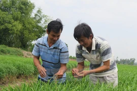 Nông dân tại một hợp tác xã rau an toàn. (Ảnh minh họa. Nguồn: TTXVN)