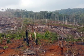 Hiện trường vụ phá rừng. (Ảnh: Hưng Thịnh/Vietnam+)