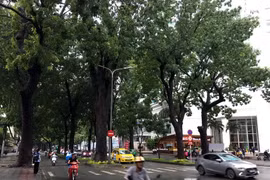 Thành phố Hồ Chí Minh sẽ di dời, đốn hạ 258 cây xanh trên đường Tôn Đức Thắng. (Ảnh: Thanh Vũ/TTXVN)