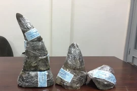 Tang vật một vụ buôn lậu sừng tê giác. (Nguồn: TTXVN)