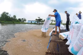 Cho cá tra ăn. (Ảnh: Nam Thái/TTXVN)