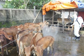 Phun thuốc tiêu độc khử trùng tại hộ nuôi có đàn gia súc mắc bệnh lở mồm long móng. (Ảnh: Hồ Cầu/TTXVN)