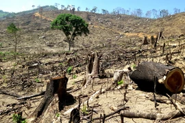  Hiện trường vụ 43,7 ha rừng tự nhiên ở An Lão bị lâm tặc xóa sổ. (Ảnh: Nguyên Linh/TTXVN)