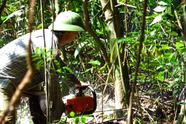 Cây có đường kính lớn trong rừng phòng hộ bị đốn hạ không thương tiếc. (Ảnh: Thế Lập/TTXVN)