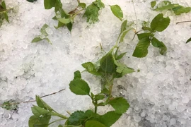 Mưa đá tại Điện Biên hồi đầu tháng 2 vừa qua. (Nguồn: TTXVN)