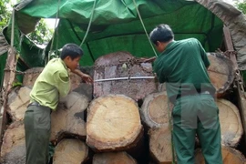 (Ảnh minh họa: Dư Toán/TTXVN)