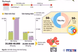 Bắc Giang, Hải Dương được mùa vải thiều sớm.