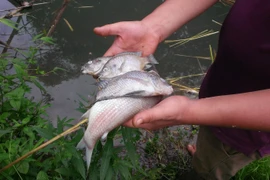 Lộ diện thủ phạm bức tử tôm cá tại suối Màn, suối thượng nguồn đổ về sông Đà (Ảnh: Võ Phương/Vietnam+)