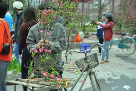 [Photo] Chợ hoa đào "mua vội, bán cố" chiều 30 Tết ở Hà Nội