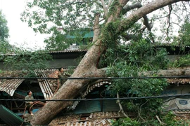Hà Nội: Náo loạn chợ Ngô Sỹ Liên vì cây cổ thụ đổ sập lên mái kiốt