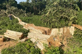 (Ảnh minh họa: Tường Quân/TTXVN)