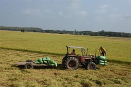 Thu hoạch lúa tại cánh đồng xã Láng Dài, huyện Đất Đỏ, Bà Rịa-Vũng Tàu. (Ảnh: Hoàng Nhị/TTXVN)
