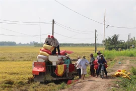 Thu hoạch lúa tại Tiền Giang. (Ảnh: Hữu Chí/TTXVN)
