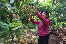 Người dân tại huyện Yên Châu thu hoạch nhãn. (Ảnh: Hữu Quyết/TTXVN)