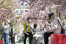 Người cao tuổi ngắm hoa anh đào nở rộ tại Osaka, Nhật Bản, ngày 12/4/2022. (Ảnh: AFP/ TTXVN)