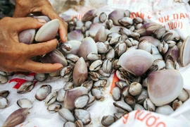 Ngao, sò được người dân vớt sau trận mưa lớn tại bãi biển đoạn qua xã Quỳnh Liên và Quỳnh Phương (thị xã Hoàng Mai, Nghệ An). (Ảnh: TTXVN phát)