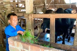 Anh Phan Quang Thái chỉ cao 1m2, nặng 35kg, bị nhiễm chất độc da cam từ cha nên mang trong mình căn bệnh đùn cột sống, khớp xương. Học xong lớp 12, anh lập nghiệp bằng cách chăn nuôi gà, bò, trâu, mang lại thu nhập cho bản thân và gia đình. (Ảnh: TTXVN ph