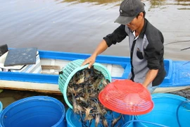 Tôm sau khi thu hoạch được giữ sống để tăng giá trị kinh tế. (Ảnh: Huỳnh Thế Anh/TTXVN)