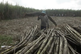 Thu hoạch mía. (Ảnh: Duy Khương/TTXVN)