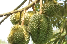 Cây sầu riêng sai trái đến ngày thu hoạch của người dân. (Ảnh: Hoài Thu/TTXVN)