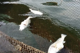 Cá lồng bị chết hàng loạt ở xã đảo Nghi Sơn, tỉnh Thanh Hóa hồi tháng 9/2016. (Ảnh: Trịnh Duy Hưng/TTXVN)