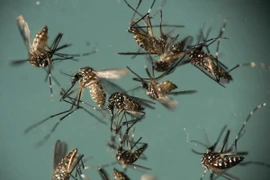 Muỗi Aedes Aegypti, vật trung gian truyền virus Zika. (Ảnh: AP/TTXVN)
