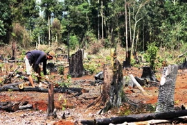 Rừng tự nhiên bị tàn phá tan hoang. (Ảnh: Dương Giang/TTXVN)