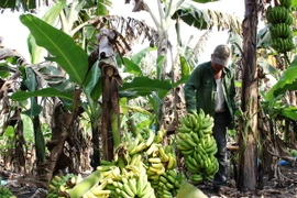 Chuối chín hư hỏng, không bán được chất đống bỏ tại vườn. (Ảnh: Thanh Tân/TTXVN)